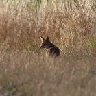 Fuchs in der Morgensonne 