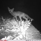 Fuchs in der Nacht.