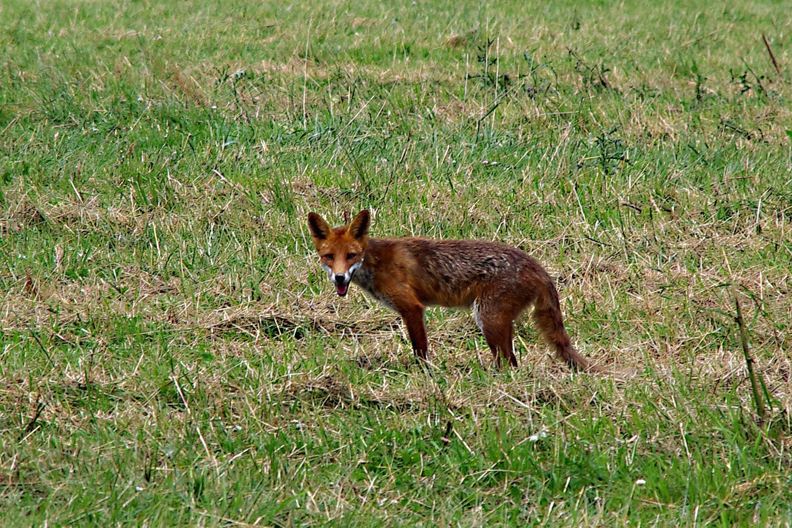 Fuchs in der Nähe des Laacher Sees