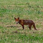 Fuchs in der Nähe des Laacher Sees