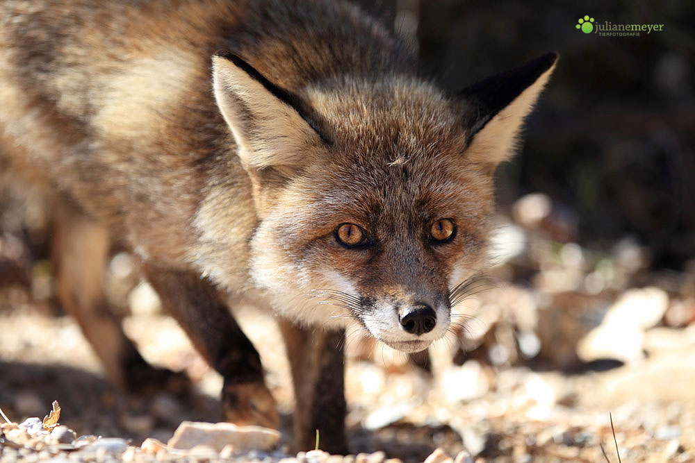 Fuchs in der Sierra Segura