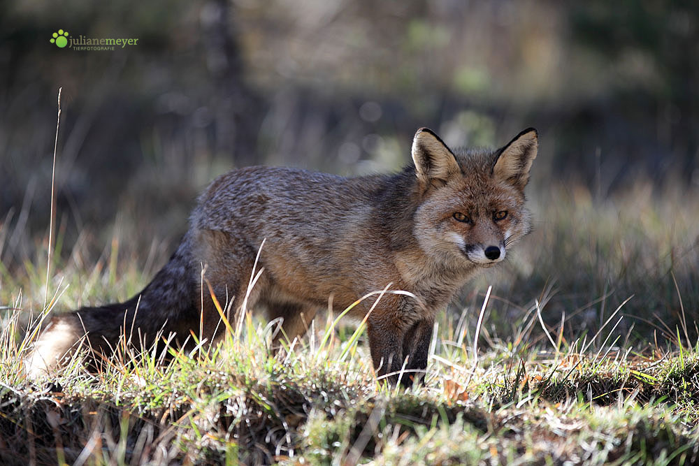 Fuchs in der Sierra Segura