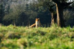 Fuchs in der Sonne