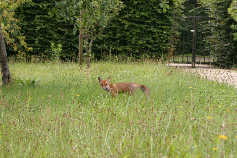 fuchs in der stadt