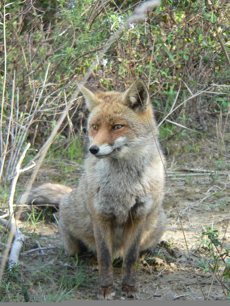 Fuchs in der Toskana