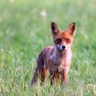 Fuchs in der Wiese