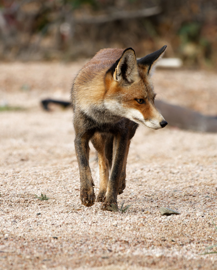 Fuchs in der Wüste Ägypten