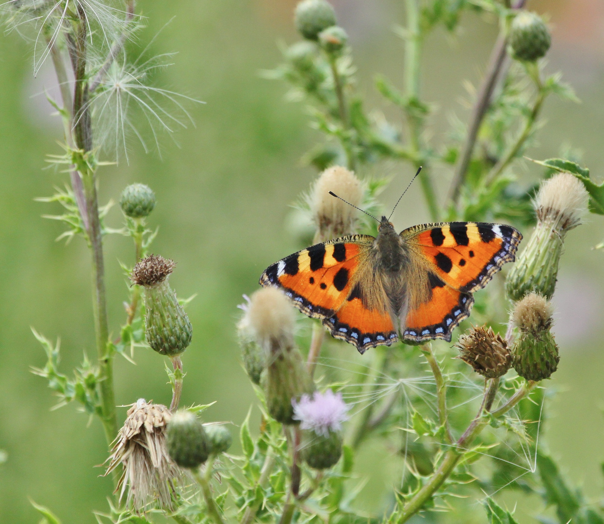 Fuchs in Disteln