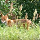 Fuchs in Estland