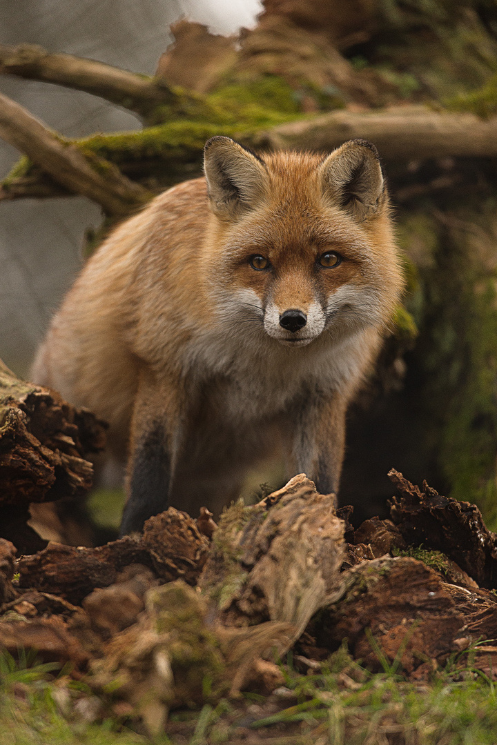 Fuchs in Goldau