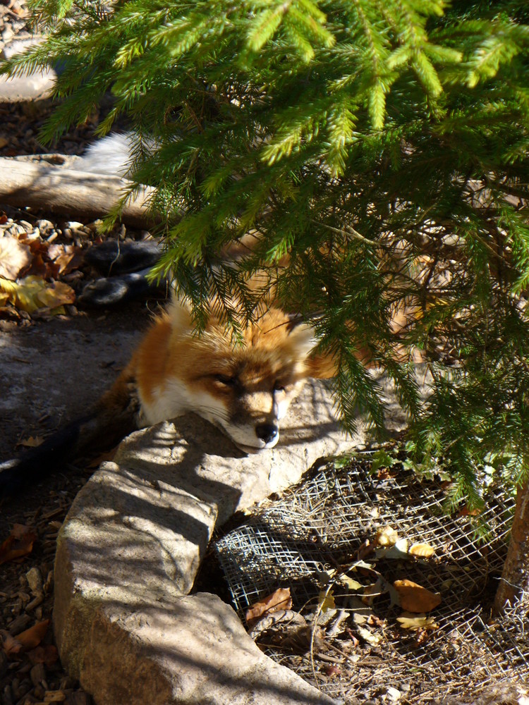 Fuchs in Herbstmelancholie