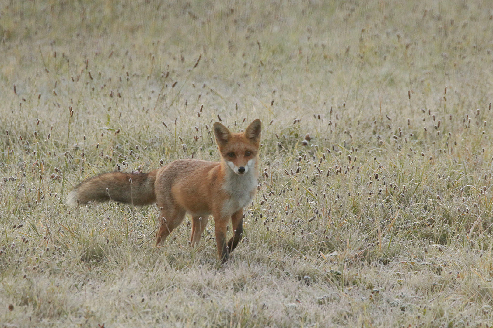 Fuchs in Herbstwiese