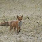 Fuchs in Herbstwiese