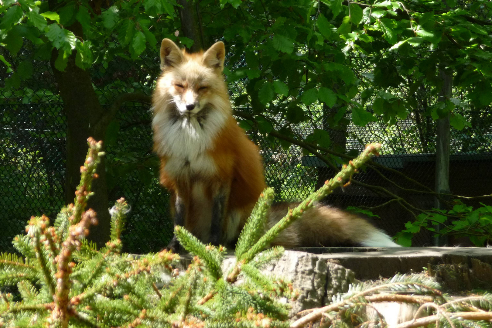 Fuchs in Paradehaltung