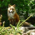 Fuchs in Paradehaltung