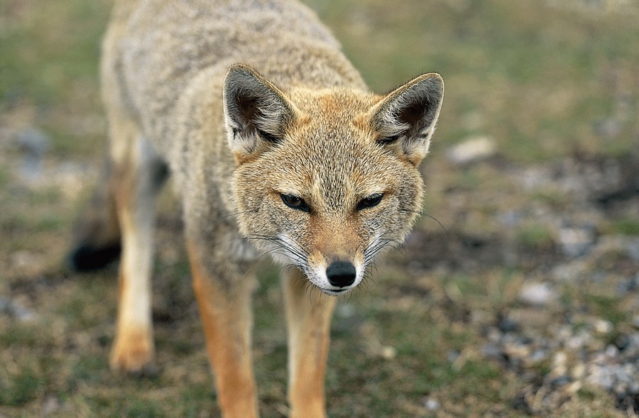 Fuchs in Patagonien