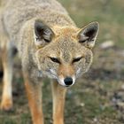 Fuchs in Patagonien