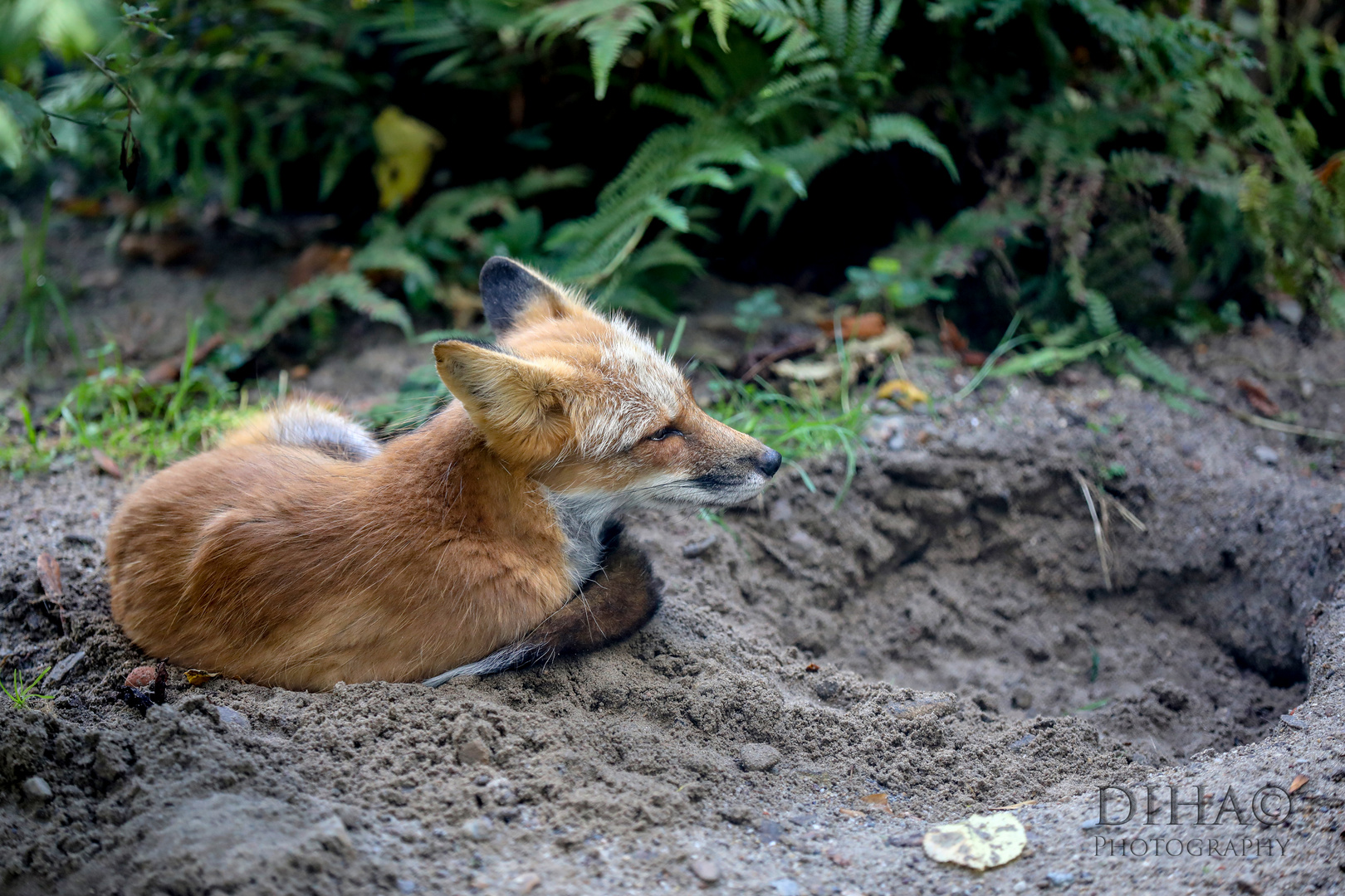 Fuchs in seinem Sandloch.....