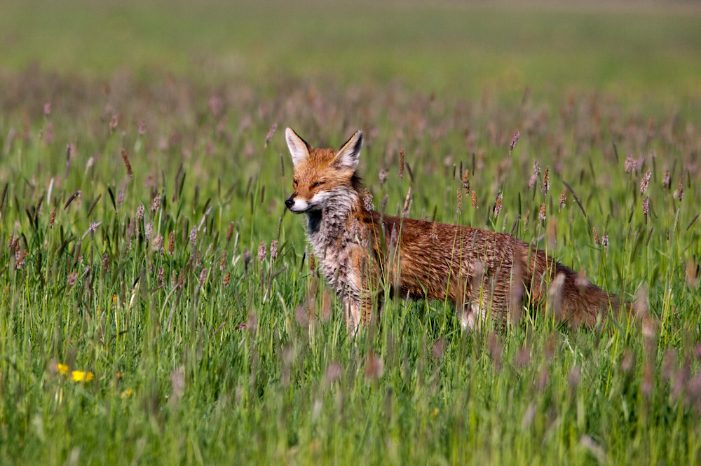 Fuchs in taunasser Wiese