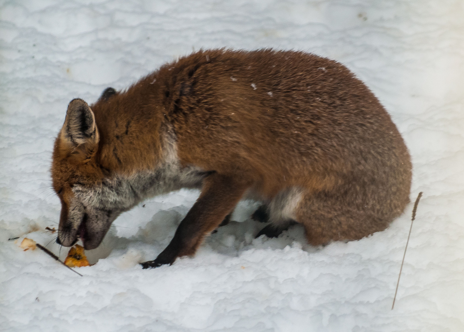 Fuchs in unserem Garten