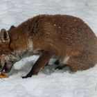 Fuchs in unserem Garten