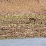 Fuchs in weiter Ferne