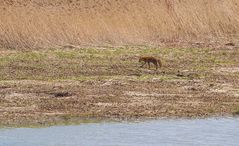 Fuchs in weiter Ferne