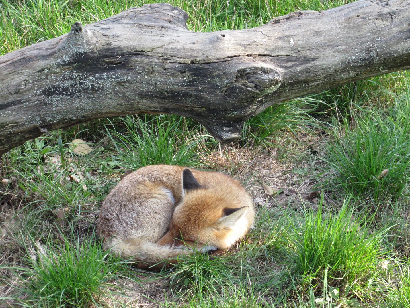 Fuchs ist müde