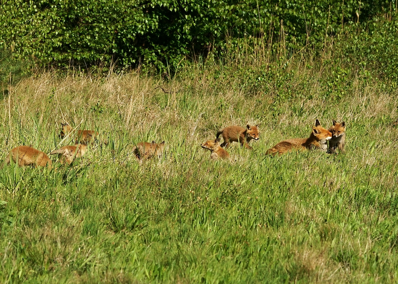 Fuchs IV          -  alle sieben