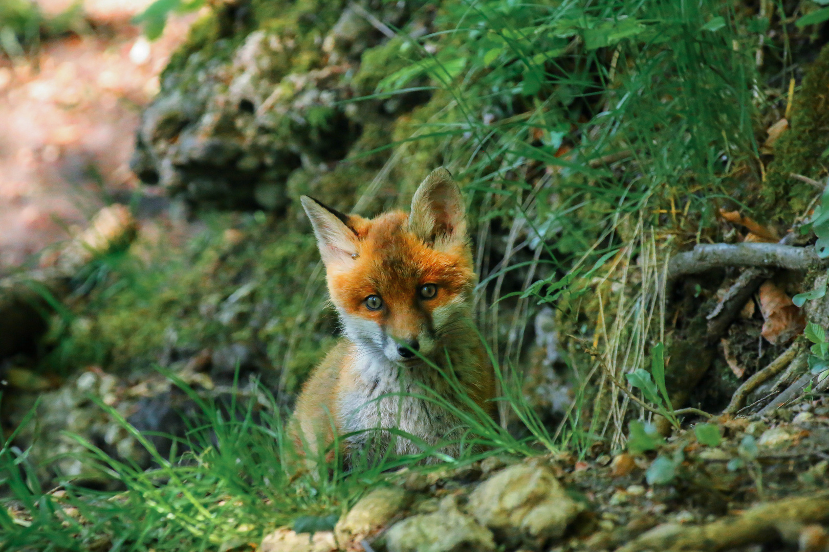 Fuchs-Junges im Allgäuer Wald