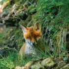 Fuchs-Junges im Allgäuer Wald