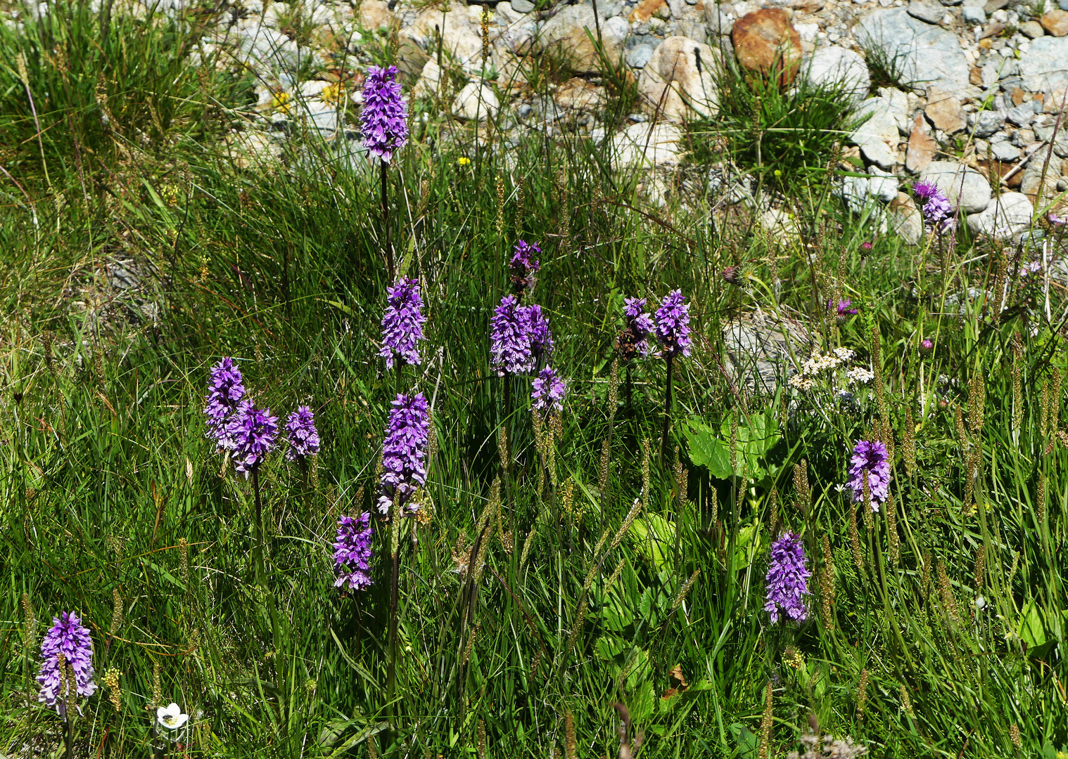 Fuchs Knabenkräuter