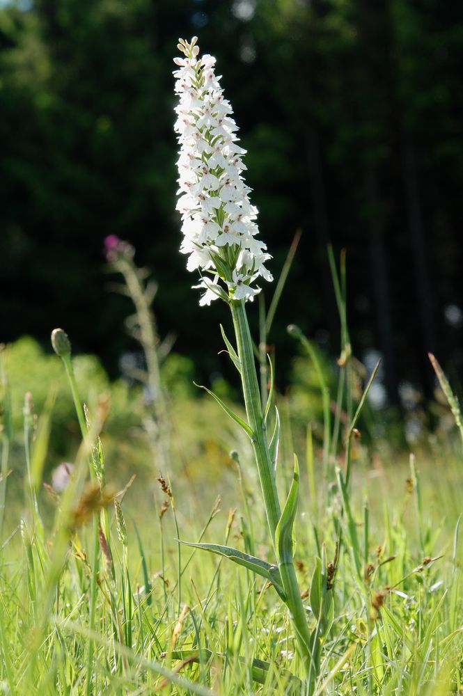 Fuchs Knabenkraut - Albinoform auf Borstgrasrasen im Taunus