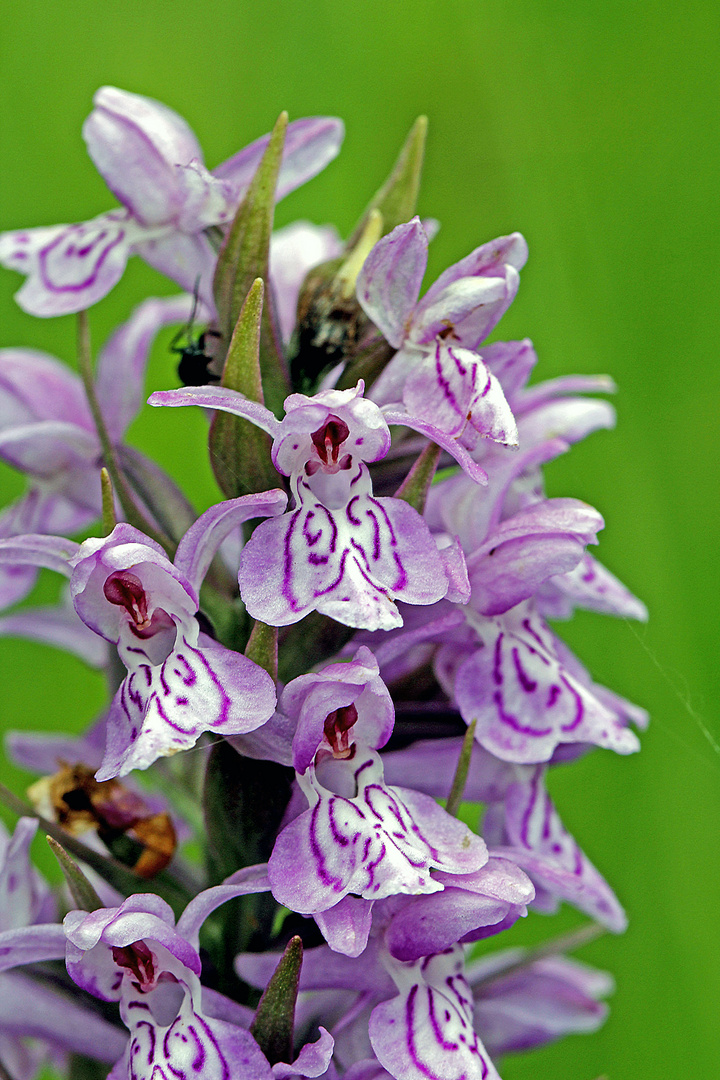 Fuchs’ Knabenkraut (Dactylorhiza fuchsii)-1-Detail