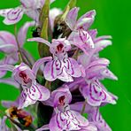 Fuchs’ Knabenkraut (Dactylorhiza fuchsii)-1-Detail