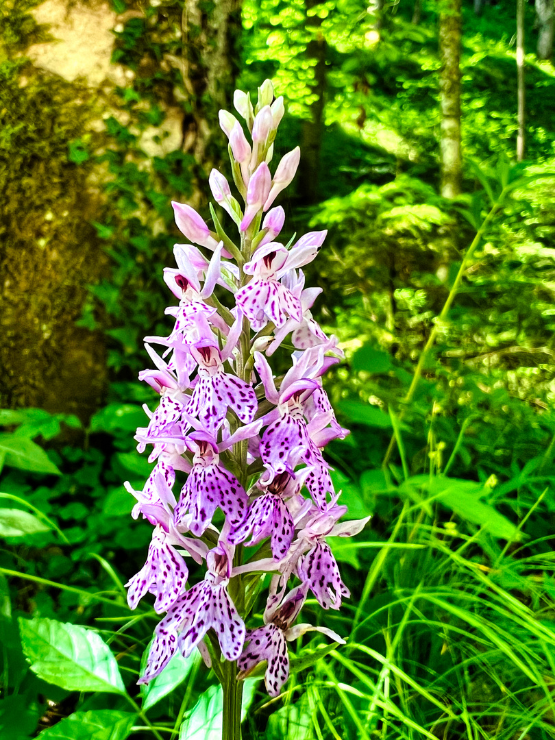 Fuchs Knabenkraut (Dactylorhiza fuchsii)