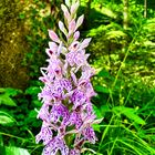 Fuchs Knabenkraut (Dactylorhiza fuchsii)