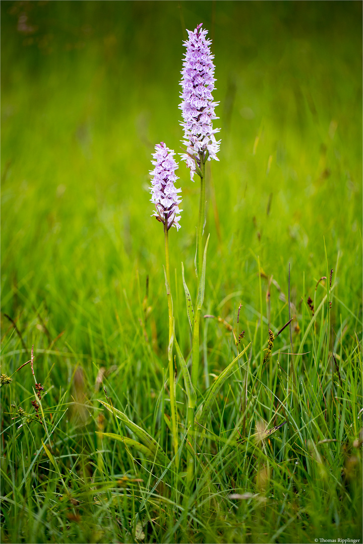 Fuchs’ Knabenkraut (Dactylorhiza fuchsii)