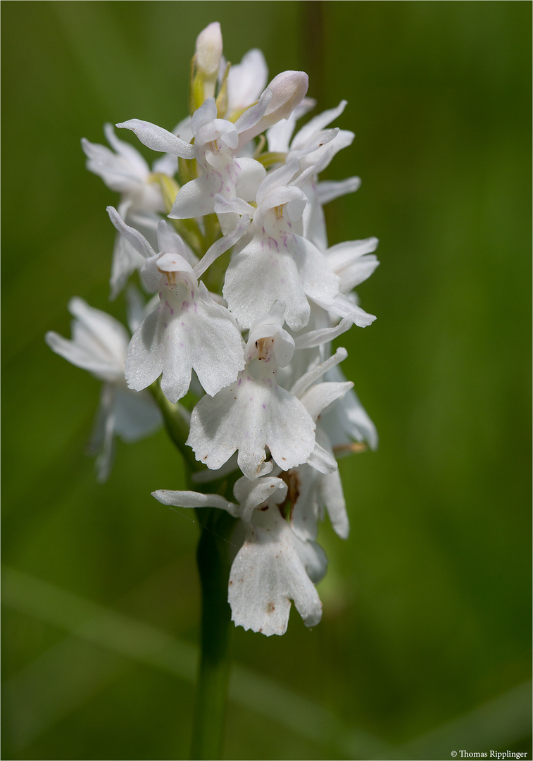 Fuchs’ Knabenkraut (Dactylorhiza fuchsii).. ........