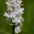 Fuchs’ Knabenkraut (Dactylorhiza fuchsii).. ........