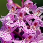 Fuchs’ Knabenkraut (Dactylorhiza fuchsii)-2-Detail