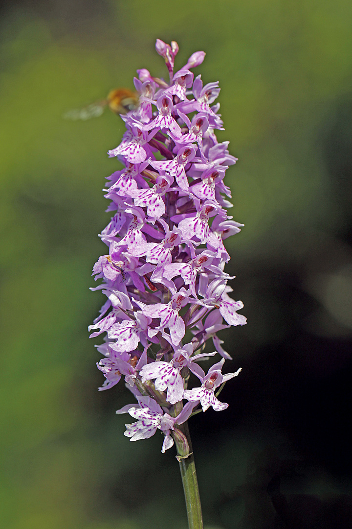 Fuchs’ Knabenkraut (Dactylorhiza fuchsii)-2