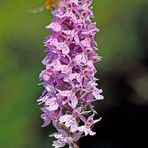 Fuchs’ Knabenkraut (Dactylorhiza fuchsii)-2