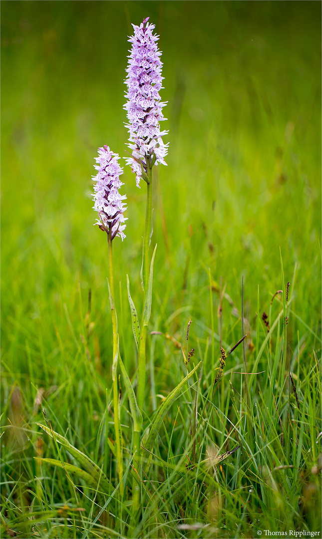 Fuchs’ Knabenkraut (Dactylorhiza fuchsii)