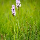 Fuchs’ Knabenkraut (Dactylorhiza fuchsii)