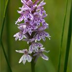 Fuchs’ Knabenkraut (Dactylorhiza fuchsii).