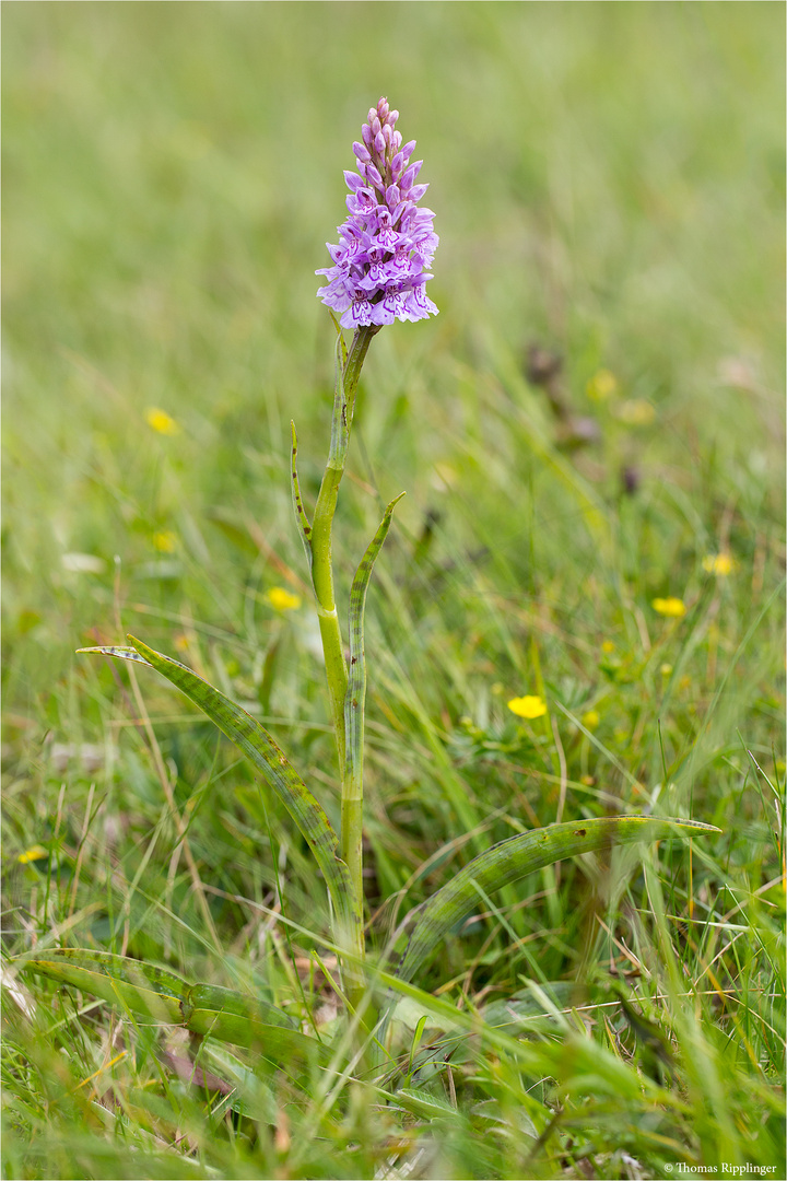 Fuchs’ Knabenkraut (Dactylorhiza fuchsii) 3306