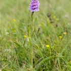 Fuchs’ Knabenkraut (Dactylorhiza fuchsii) 3306