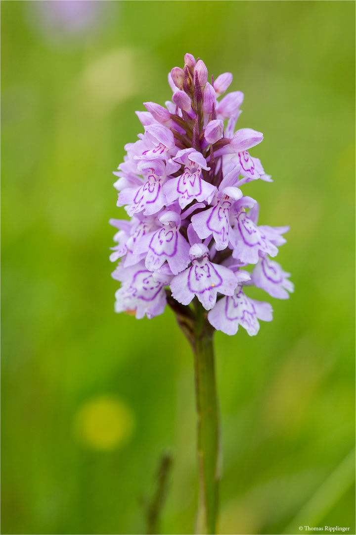 Fuchs’ Knabenkraut (Dactylorhiza fuchsii) 3314