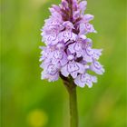 Fuchs’ Knabenkraut (Dactylorhiza fuchsii) 3314